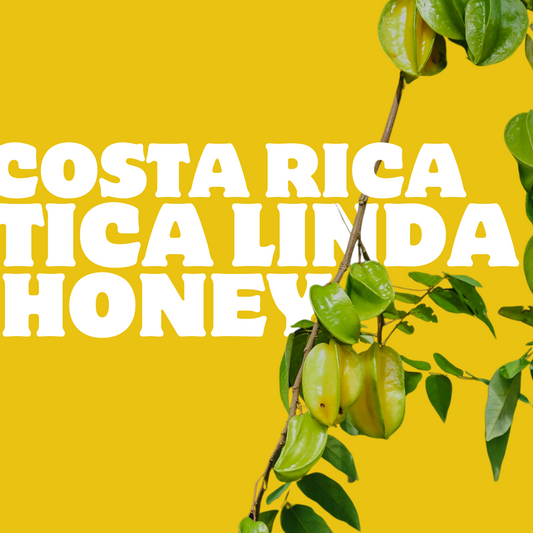 Costa Rica Tica Linda Honey (Small Batch)