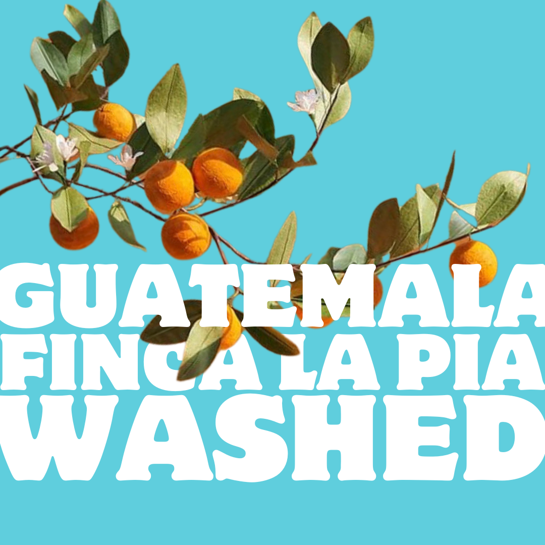 Guatemala Finca La Pia Washed (Small Batch)
